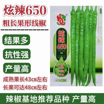 炫辣650线椒种子早熟粗长线椒种籽加粗长果型辣椒种子