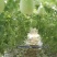 广西香芋冬瓜瓜大量供应