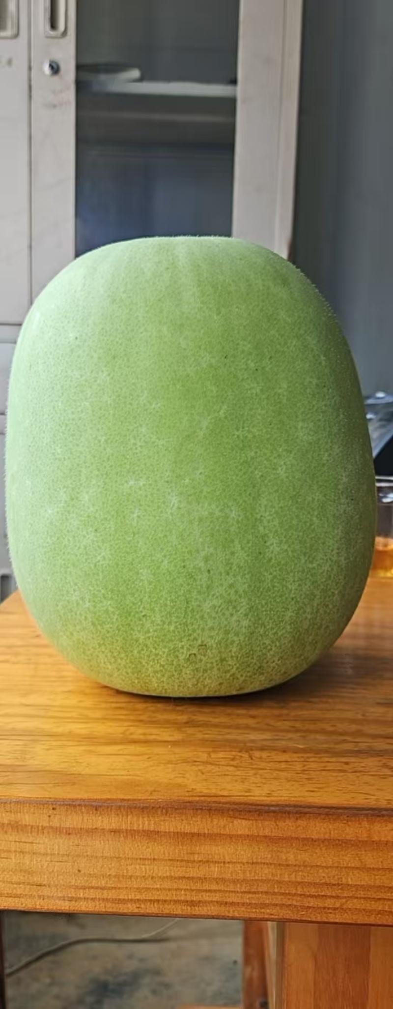 广西香芋冬瓜瓜大量供应