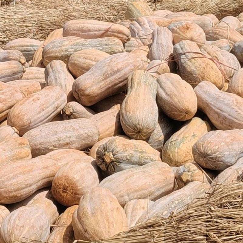 【蜜本南瓜】优质南瓜四川蜜本南瓜产地直发口感面甜