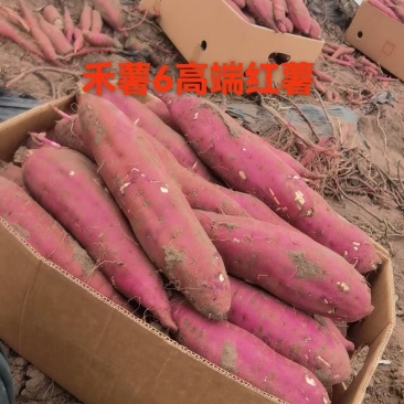 红瑶禾6