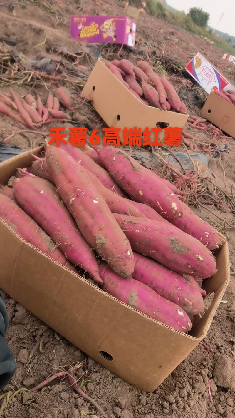 红瑶禾6