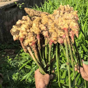 贵州二黄姜，12万亩，精品级，欢迎到基地考察，视频观看。