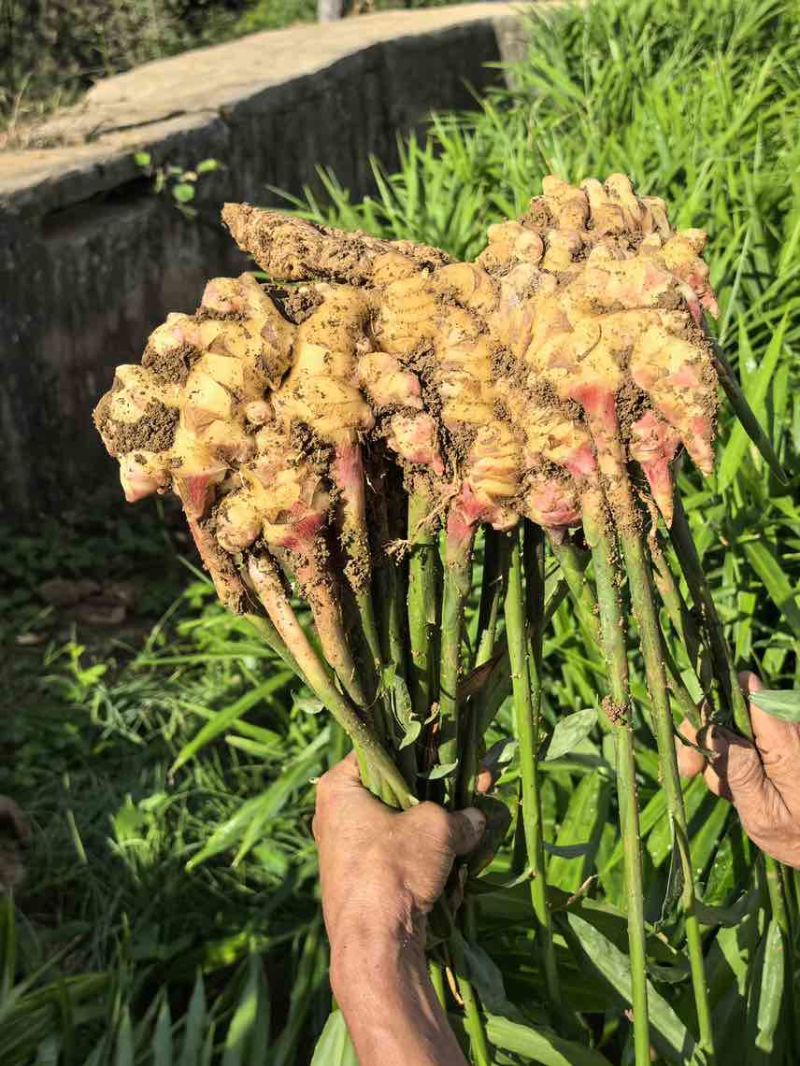 贵州二黄姜，12万亩，精品级，欢迎到基地考察，视频观看。