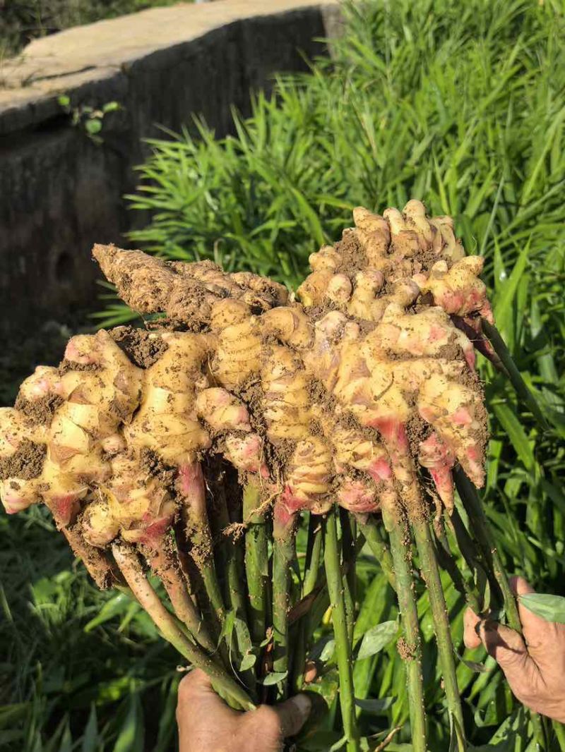贵州二黄姜，12万亩，精品级，欢迎到基地考察，视频观看。