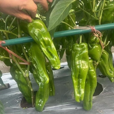 豫艺墨玉新元帅大果薄皮辣椒种子早熟薄皮肉脆长灯笼椒种子
