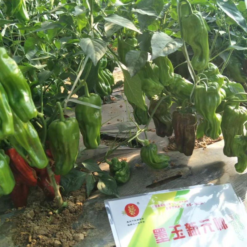 豫艺墨玉新元帅大果薄皮辣椒种子早熟薄皮肉脆长灯笼椒种子