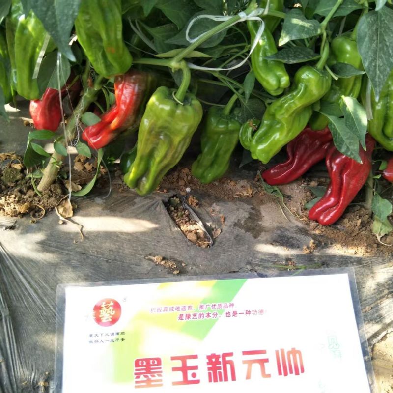 豫艺墨玉新元帅大果薄皮辣椒种子早熟薄皮肉脆长灯笼椒种子