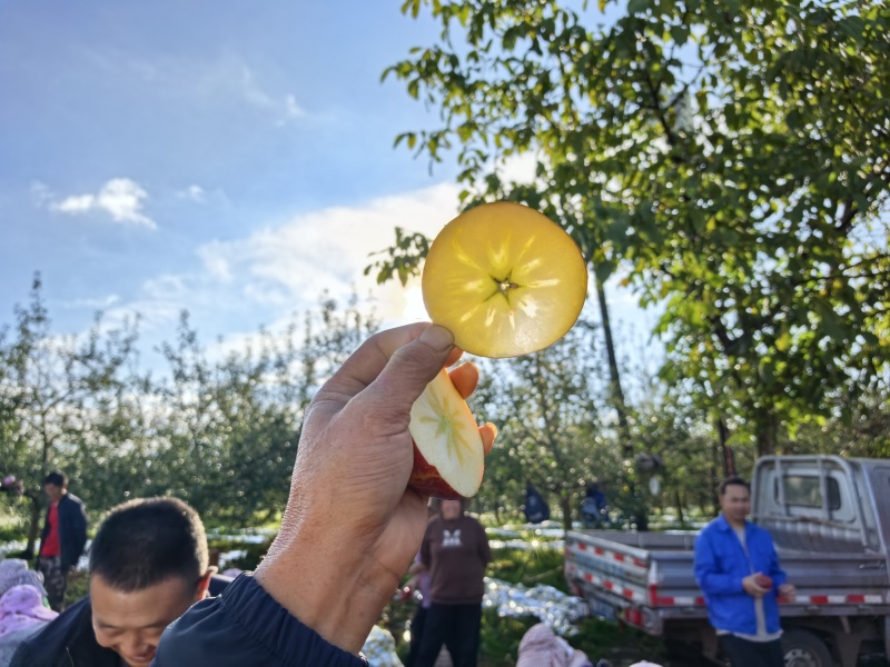 丑苹果大凉山盐源丑苹果冰糖心，产地直发，品质保证，