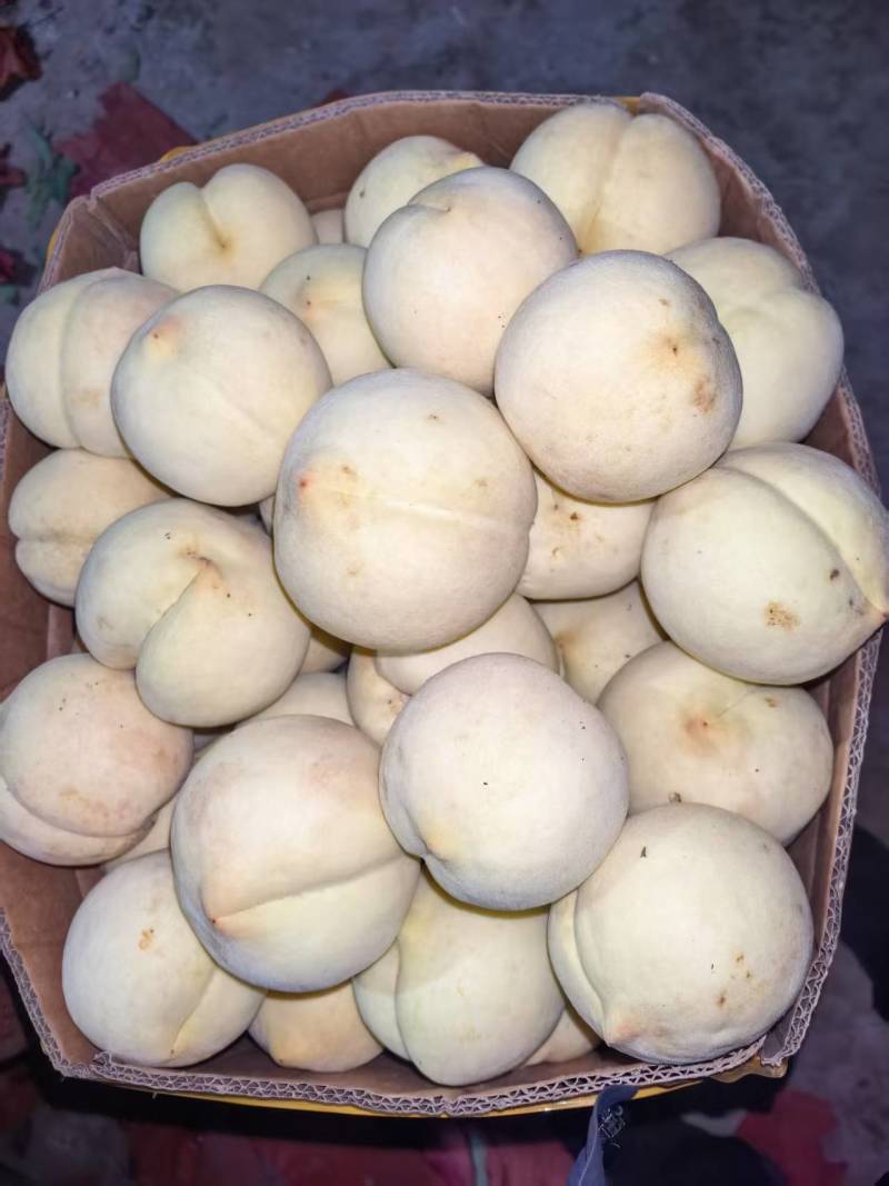 河南冬桃产地直发货源充足对接商超批发商欢迎致电