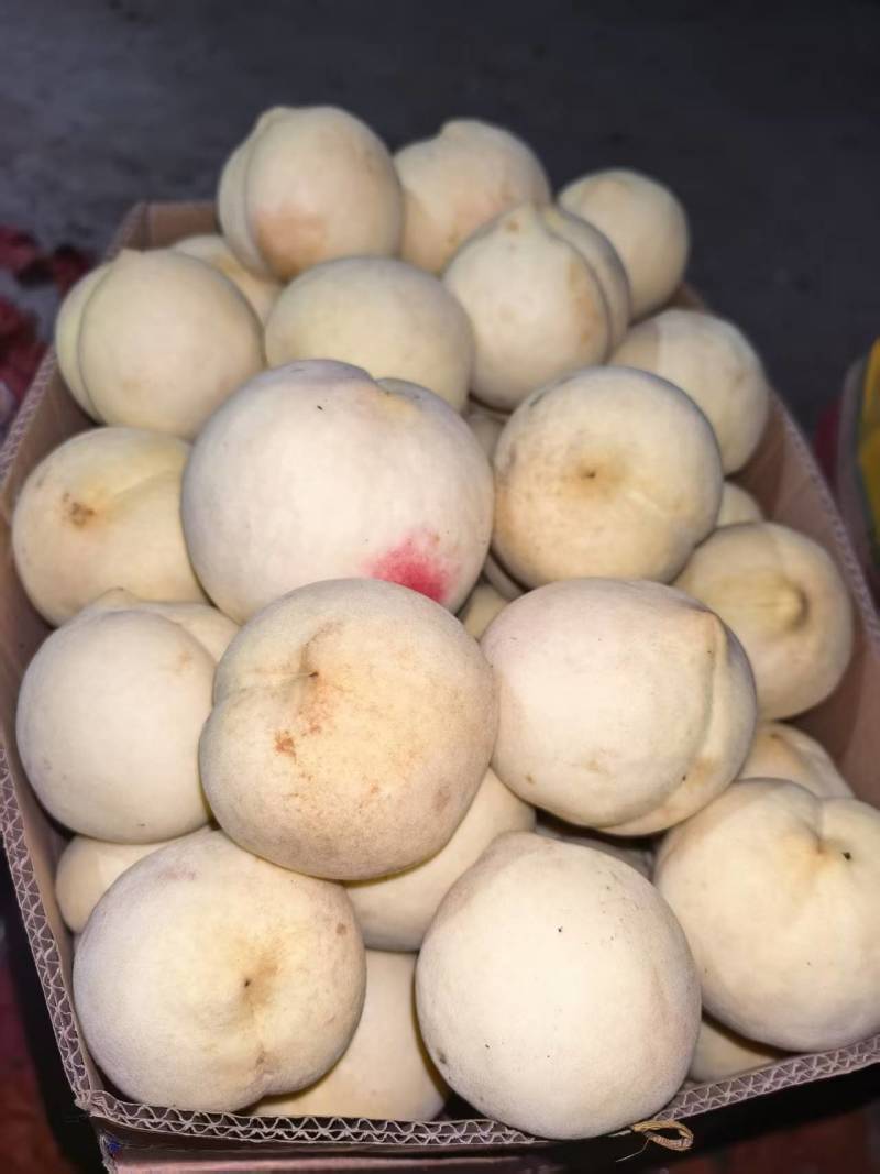 河南冬桃产地直发货源充足对接商超批发商欢迎致电