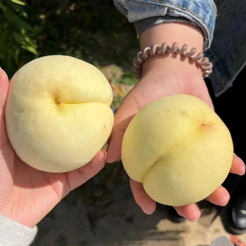 河南冬桃产地直发货源充足对接商超批发商欢迎致电