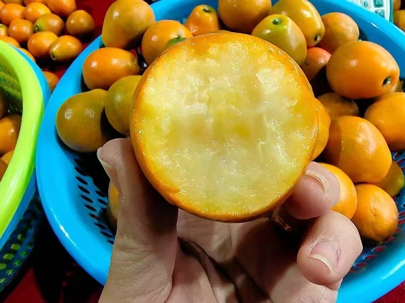 云南脆蜜金柑一件代发
