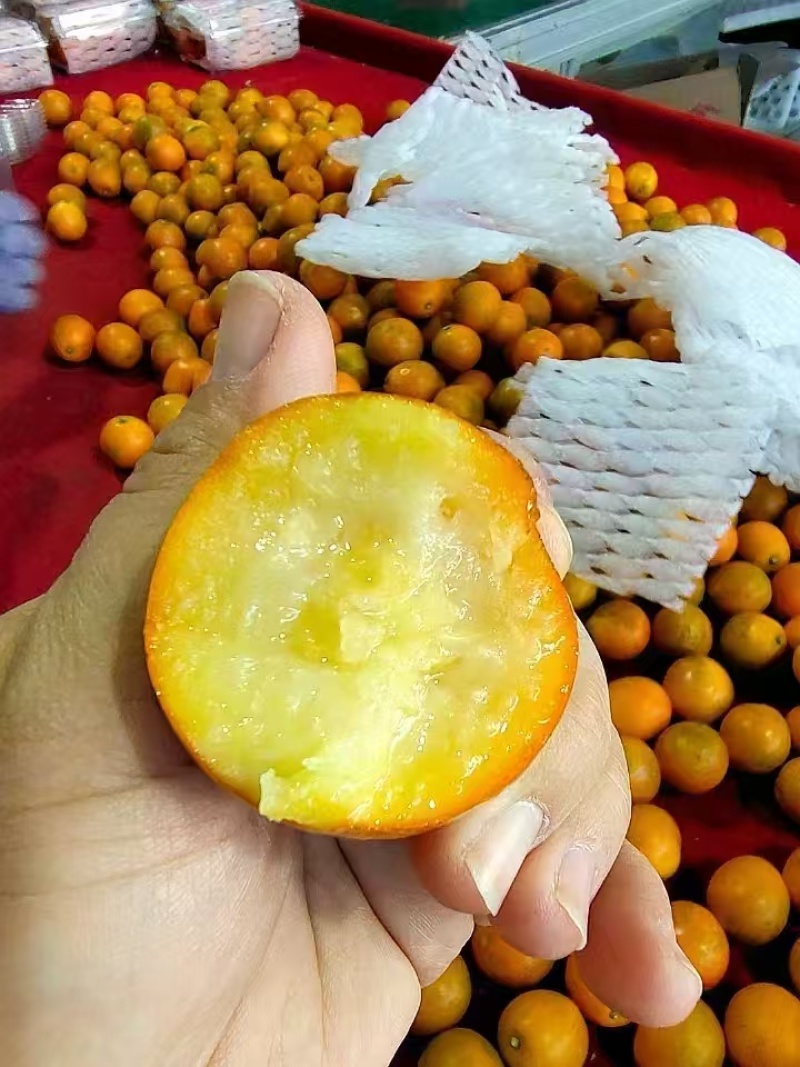 云南脆蜜金柑一件代发