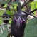 特大牛心茄种子罐茄种籽紫把紫黑色茄子种子高产大面积种