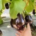 特大牛心茄种子罐茄种籽紫把紫黑色茄子种子高产大面积种