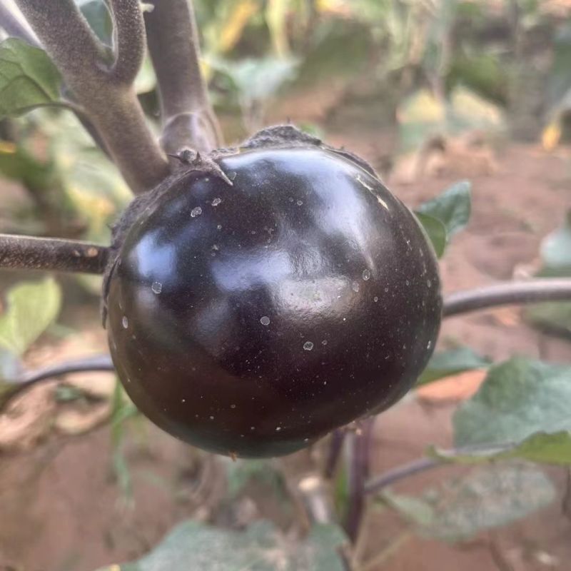 黑又亮圆茄种子高产耐热耐寒黑紫色圆茄孑大田菜院四季茄子种