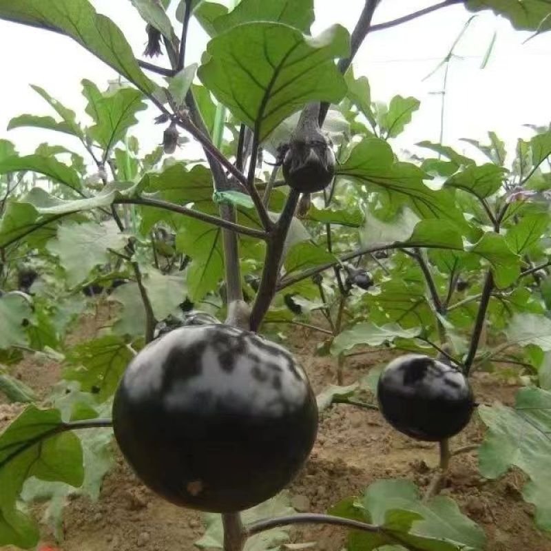 黑又亮圆茄种子高产耐热耐寒黑紫色圆茄孑大田菜院四季茄子种