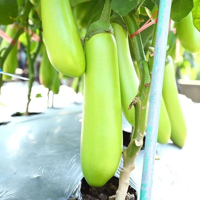 绿长茄子种子长征青棉条杂交绿茄种籽耐热耐寒春秋蔬菜青茄种