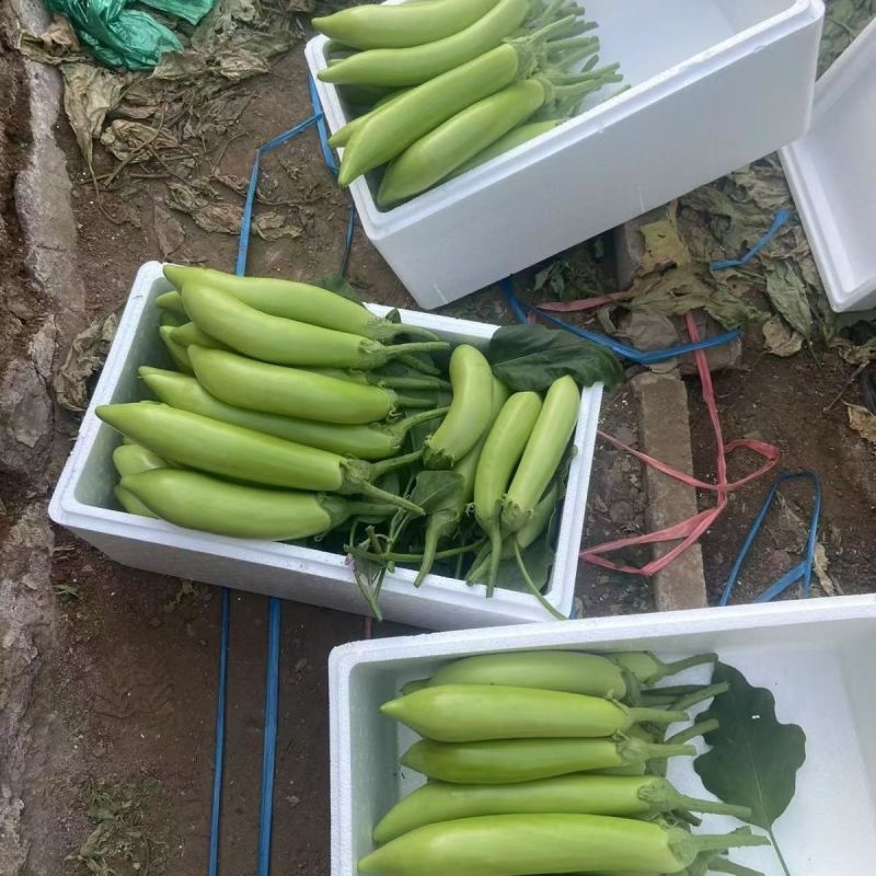 绿长茄子种子长征青棉条杂交绿茄种籽耐热耐寒春秋蔬菜青茄种