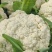河南焦作博爱有机花花菜散花大量上市青梗白面小米粒松散适中