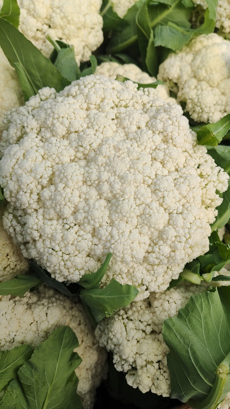 河南焦作博爱有机花花菜散花大量上市青梗白面小米粒松散适中