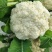 河南焦作博爱有机花花菜散花大量上市青梗白面小米粒松散适中