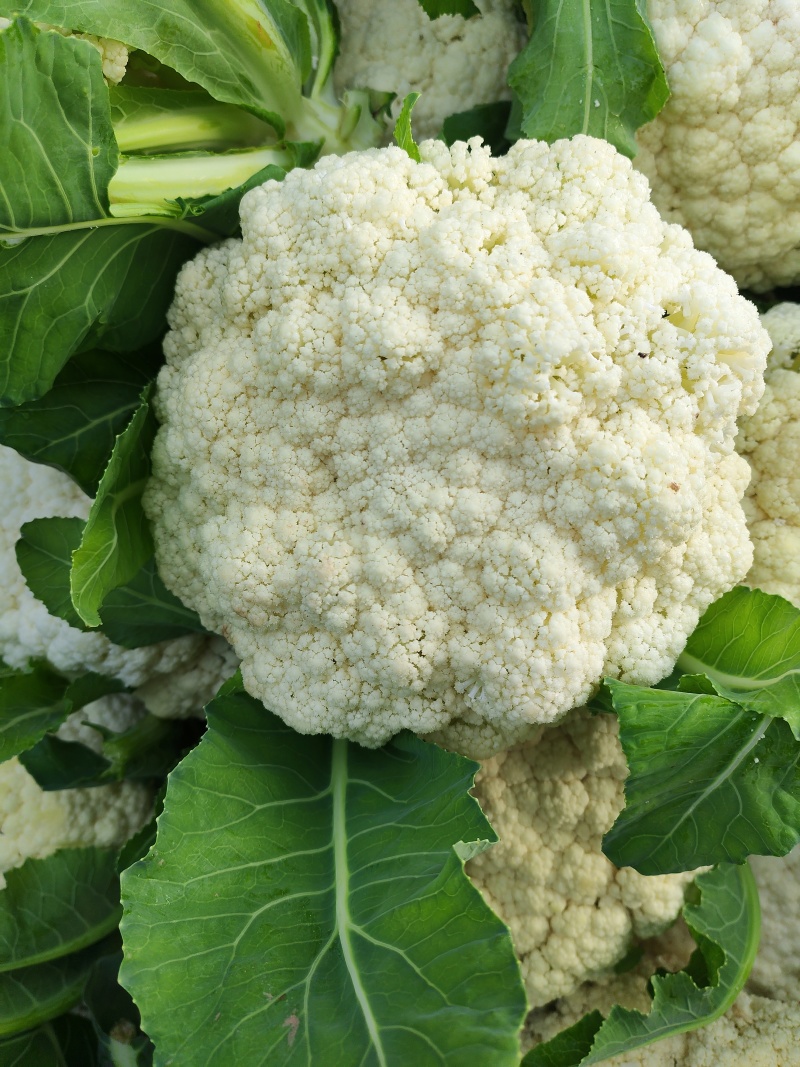 河南焦作博爱有机花花菜散花大量上市青梗白面小米粒松散适中