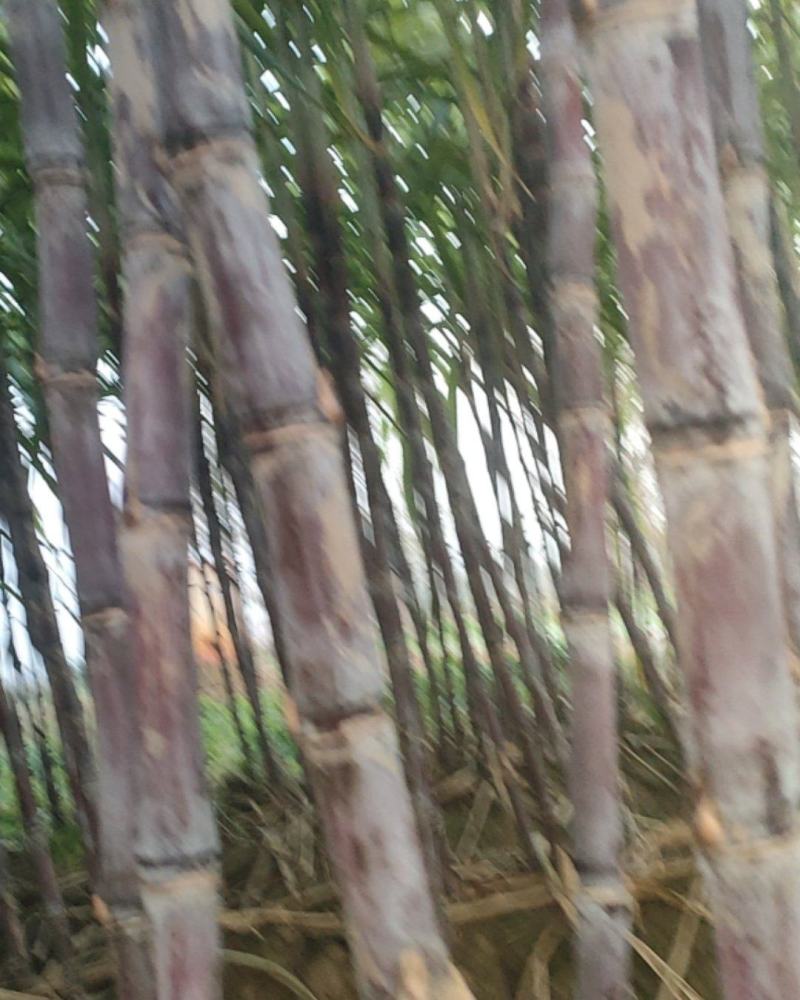 甘蔗