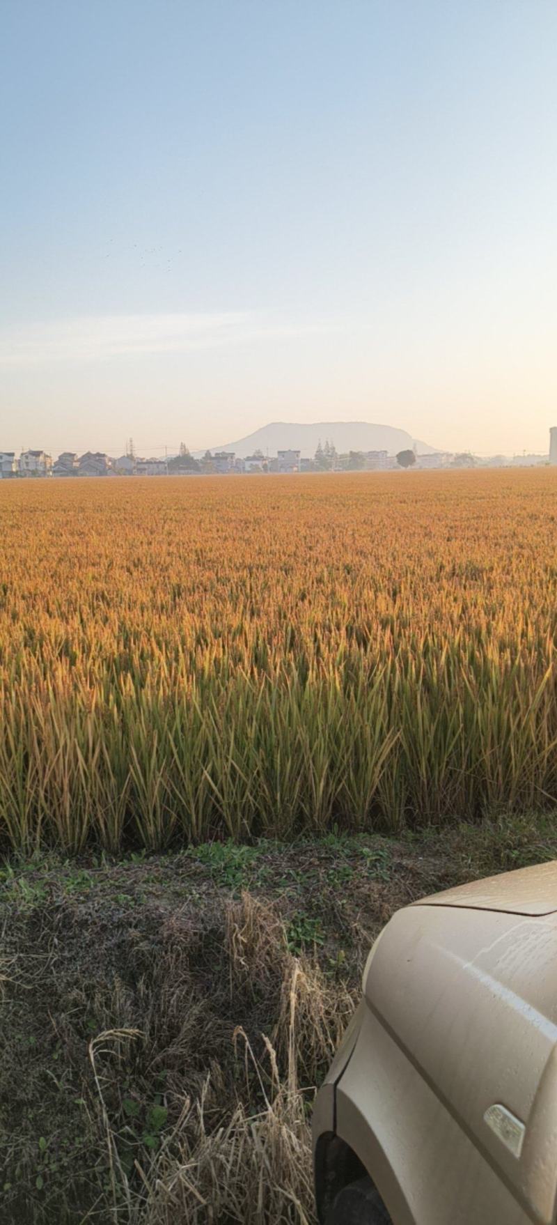 300亩糯稻已经成熟，