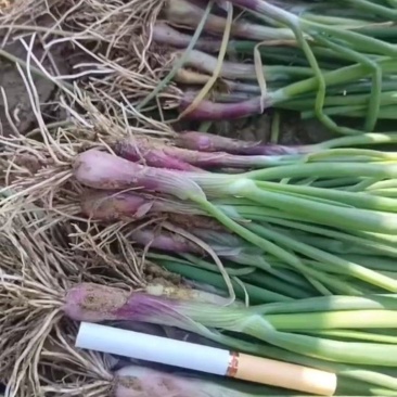 丰县洋葱产地洋葱育苗基地，保质量保产量包回收提供种植技术