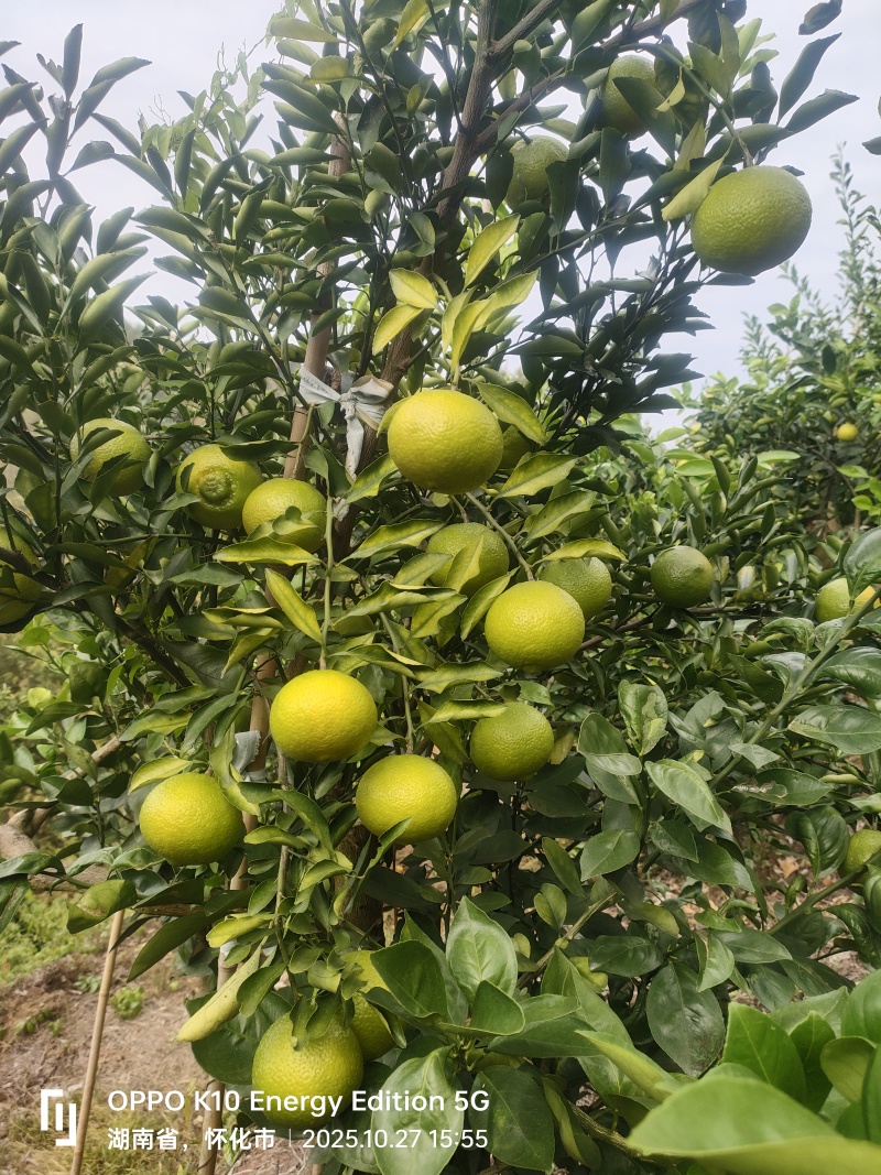 黄金贡柚