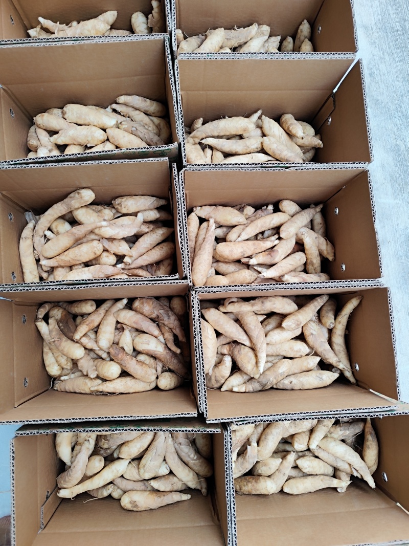 广东冬粉薯竹竽竹萝产地直发物美价廉