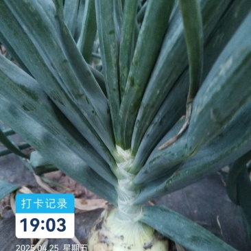 丰县中日照洋葱苗育苗基地包成活包种植技术包回收