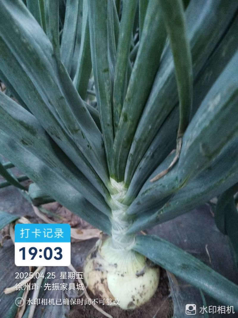 丰县中日照洋葱苗育苗基地包成活包种植技术包回收