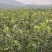 嫁接柿子树牛心柿子树绿化柿子树