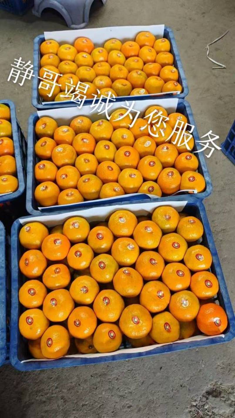精品湖北高山蜜橘