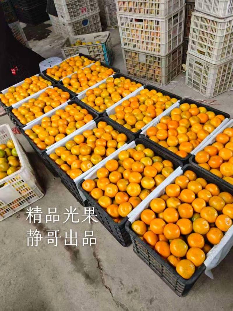 精品湖北高山蜜橘