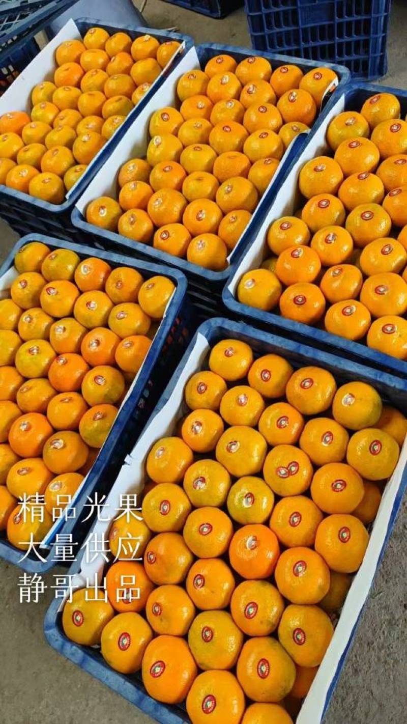 精品湖北高山蜜橘