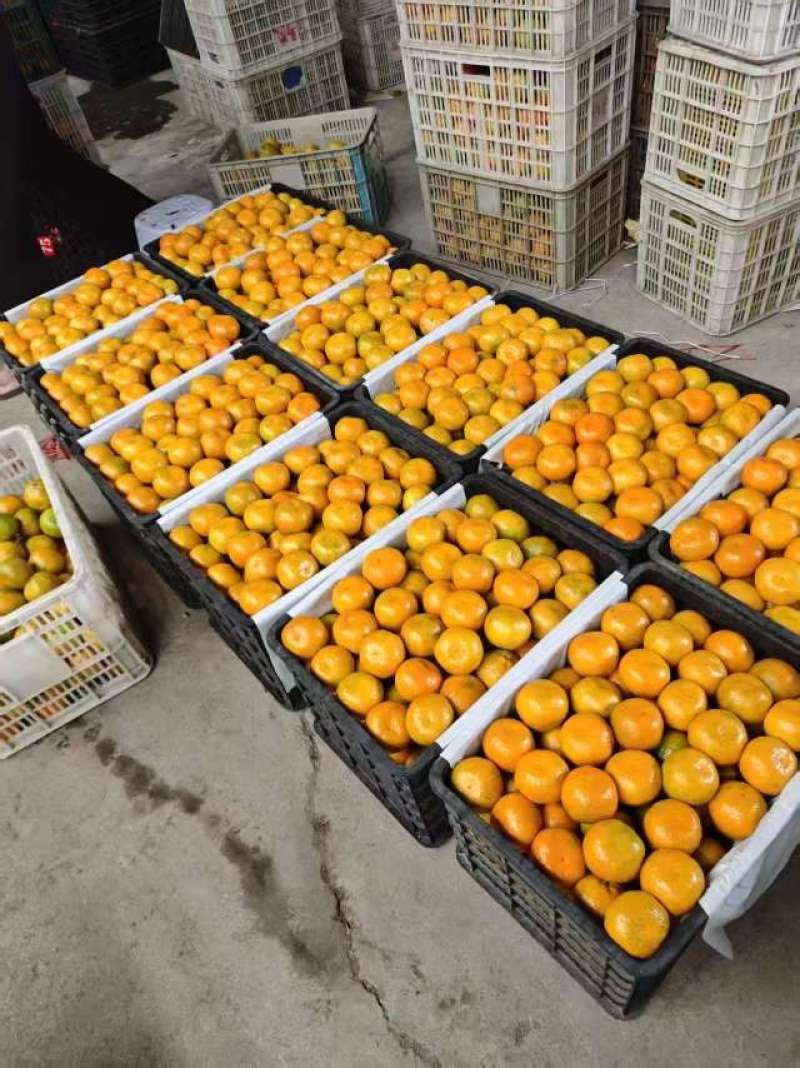 精品湖北高山蜜橘