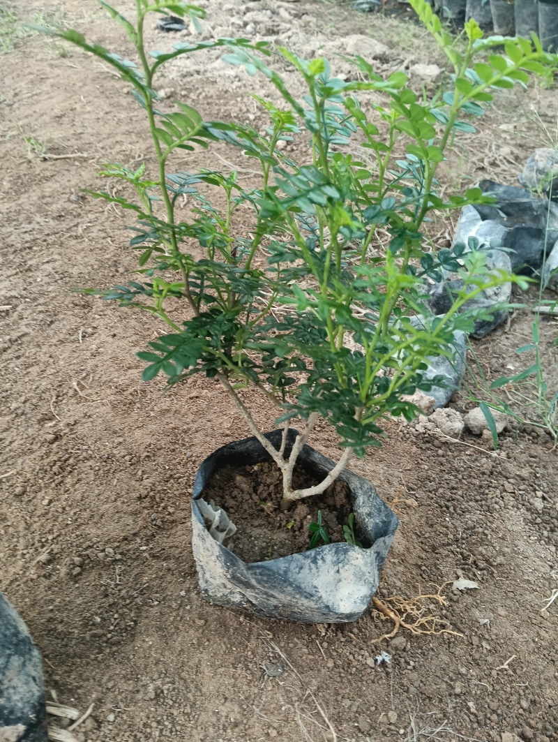 胡椒木，清香木，大量供应大小规格袋苗，携手共赢，共同发展