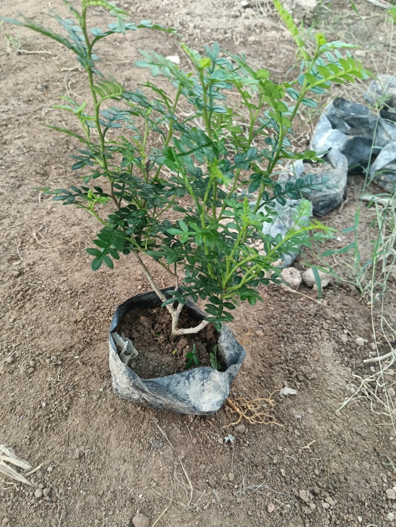 胡椒木，清香木，大量供应大小规格袋苗，携手共赢，共同发展