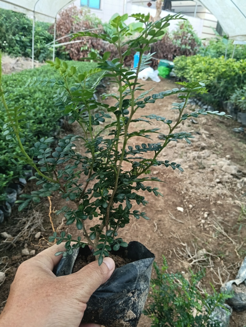 胡椒木，清香木，大量供应大小规格袋苗，携手共赢，共同发展