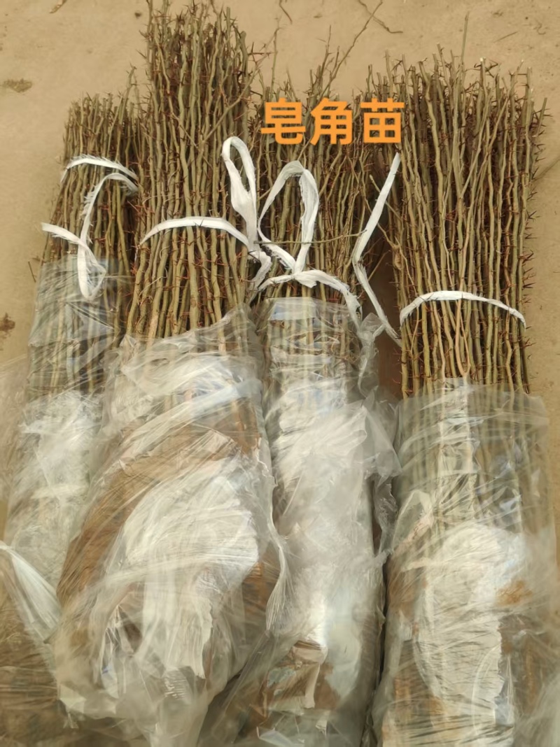 药用大刺皂角苗篱笆墙南北种植