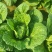 大白菜黄心大白菜基地大量供应精品大白菜长期有货