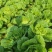 大白菜黄心大白菜基地大量供应精品大白菜长期有货