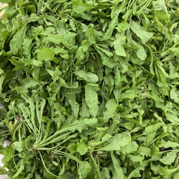 荠菜，新鲜荠菜，速冻荠菜