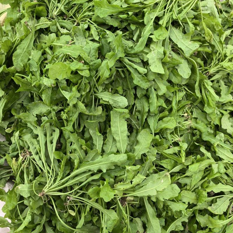 荠菜，新鲜荠菜，速冻荠菜