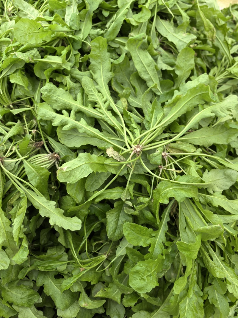 荠菜，新鲜荠菜，速冻荠菜