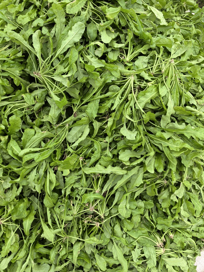 荠菜，新鲜荠菜，速冻荠菜